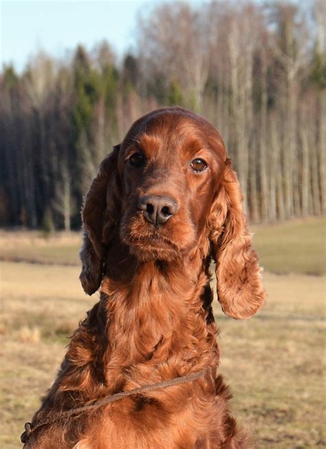 burberry male model|OUR OVERSEAS STARS – Gwendariff Irish Setters.